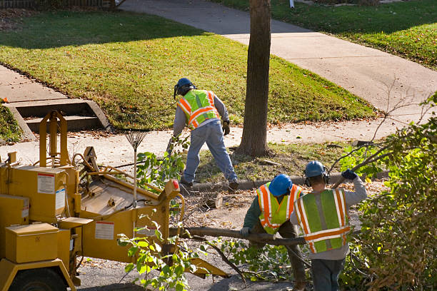 Best Storm Damage Tree Cleanup  in Keeler Farm, NM