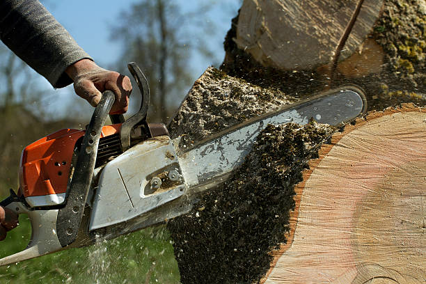 Best Tree Cabling and Bracing  in Keeler Farm, NM