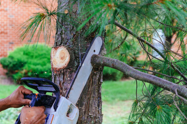 How Our Tree Care Process Works  in  Keeler Farm, NM